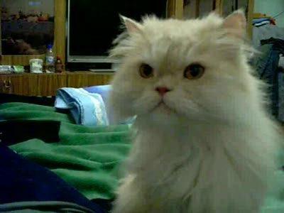 Дай вкусняшку. Ой, что это?