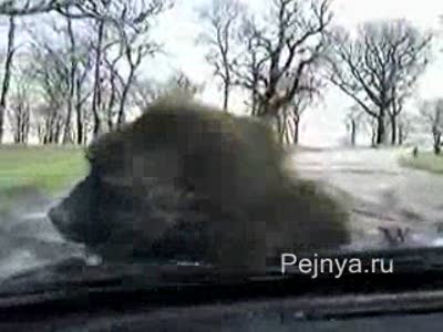 непрекрытая наглость