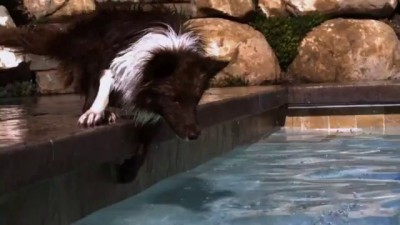 Собаки ловят мячик, 1000 кадров в секунду