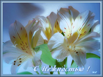 С НЕЖНОСТЬЮ !