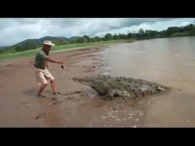 Кракодил