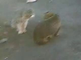 Це драка котэ