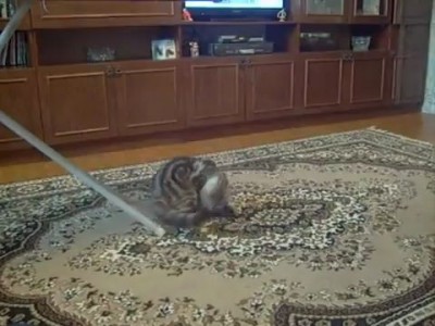 Котяра - акробат