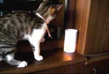 Кошака отожгла