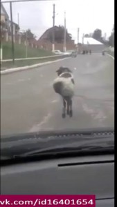 Модная овечка на променаде