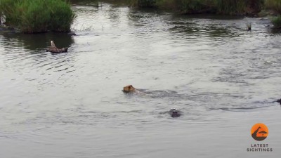 Охотник почувствовал себя дичью