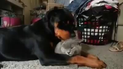 Rottweiler loves the cat so much