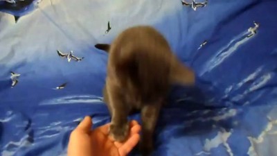 кот дай лапу