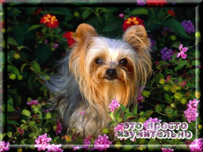 Это просто изумительно