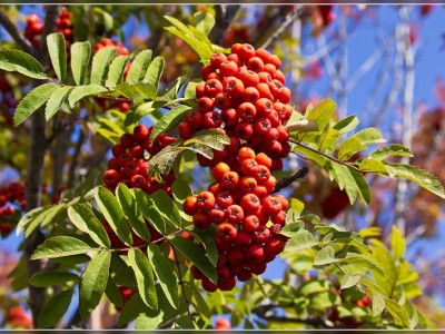 Шопен-Осенний вальс
