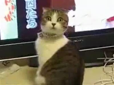 Не трогай кота