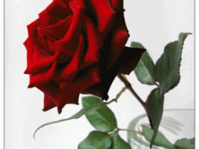 Одиночество цветы