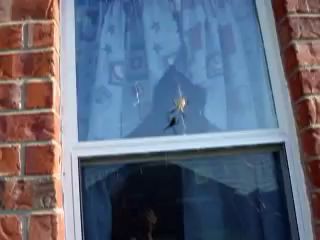 Паук против осы