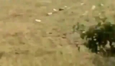 Дикий индийский медведь