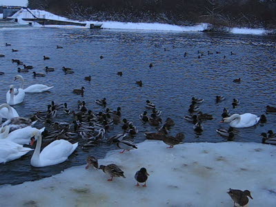 Лебеди и Дед Мороз