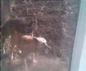 Актриса Грета