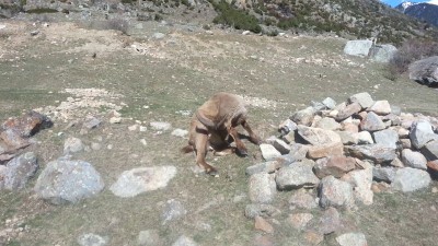 Тур одомашненый