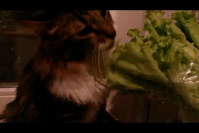 Кот ест салат