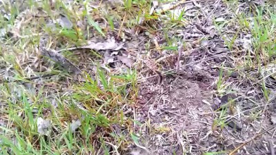 Жопотыкающее существо...