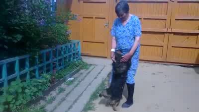 Собака-пожарник