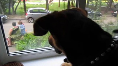 Кот на окне 2.