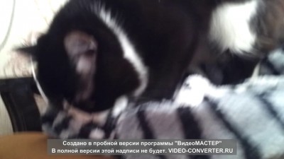 Кошку хочу!