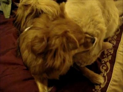 Животные страсти - 2