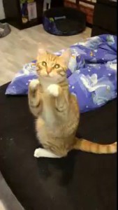 Кот молится