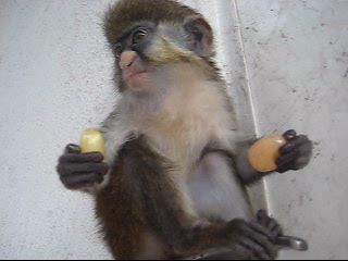 макак Витёк