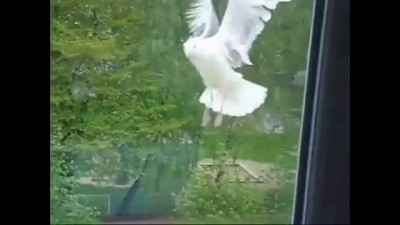 Голодная чайка