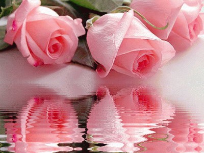 Вянут розы в снегу