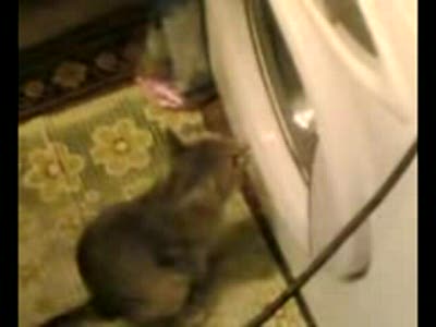 Пончик и стиральная машинка