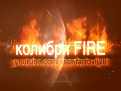 Колибри FIRE#6 бьет- значит любит ?'часть 1' beats-means love?' part 1'