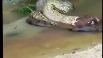 Анаконда отрыгивает корову! ЖЕСТЬ !