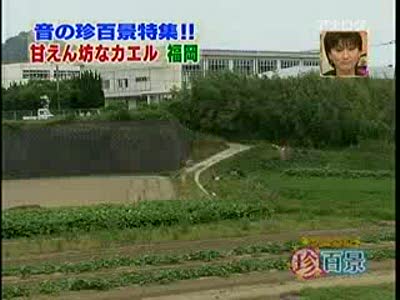 Квакающий кот