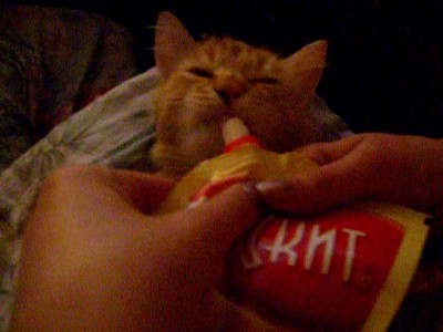 Коте любит майонез 