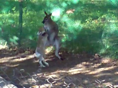 Заяц дерется