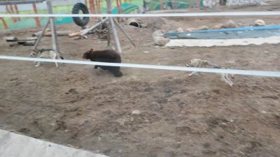В Ярославском зоопарке медведь подрался с волками