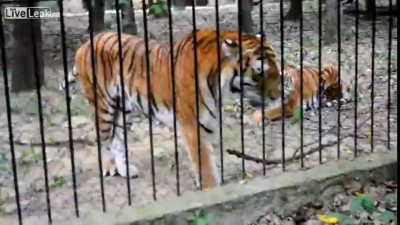 Two Tigers fighting.