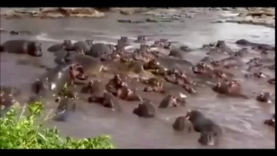 Крокодил и Бегемоты