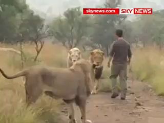 мужик и львы