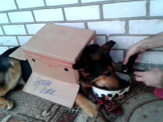 Мой хозяин идиот