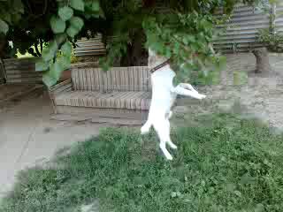 Собакен-живчик