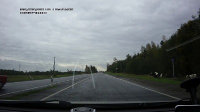 Осенняя миграция коров