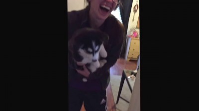 Щенок хаски