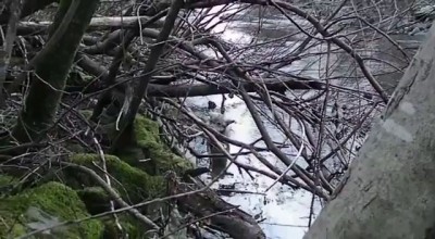 Драматическое спасение волка из ледяной воды