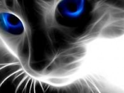 Кошка учится считать