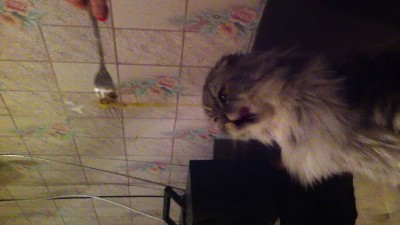 Кот макароноед :)