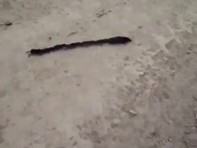 Землеройки ходят строем