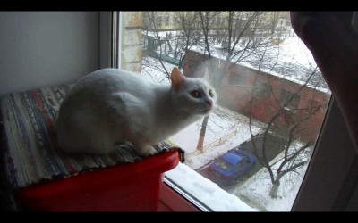 Кошка и хлеб